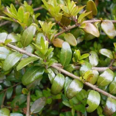 LONICERA pileata - Chévrefeuilles à cupule