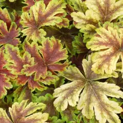 HEUCHERELLA 'Golden Zebra'®