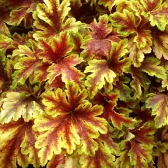 HEUCHERELLA 'Golden Zebra'®