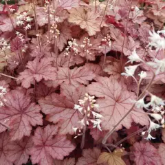 HEUCHERELLA 'Honey Rose'