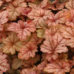 HEUCHERELLA 'Honey Rose'