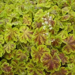 HEUCHERELLA 'Solar Eclipse'®