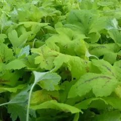 HEUCHERELLA 'Sunrise Falls'