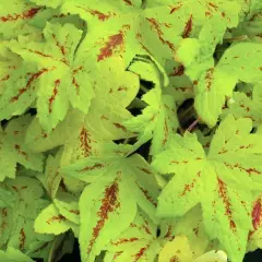 HEUCHERELLA 'Sunrise Falls'