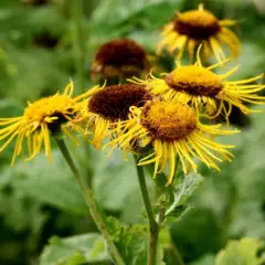 INULA orientalis