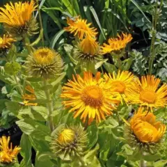 INULA orientalis