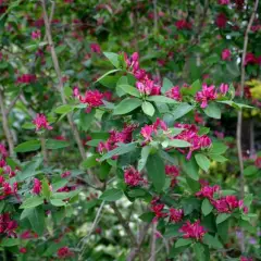 LONICERA tatarica 'Hack's Red' - Chèvrefeuille de Tatarie 'Hack's Red'