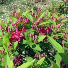 LONICERA tatarica 'Hack's Red' - Chèvrefeuille de Tatarie 'Hack's Red'