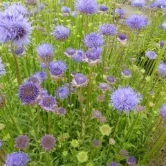 JASIONE laevis 'Blaulicht' - Boule azurée