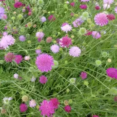 KNAUTIA macedonica 'Melton Pastels' - Petite Scabieuse