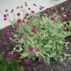 KNAUTIA macedonica 'Thunder of Lightning'® - Petite Scabieuse