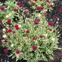 KNAUTIA macedonica 'Thunder of Lightning'® - Petite Scabieuse