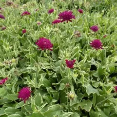 KNAUTIA macedonica 'Thunder of Lightning'® - Petite Scabieuse