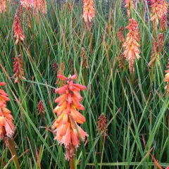 KNIPHOFIA 'Creamsicle'® - Tritome