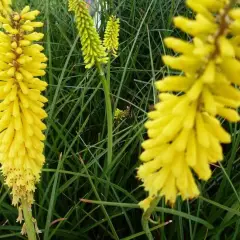 KNIPHOFIA 'Dorset Sentry' - Tritome