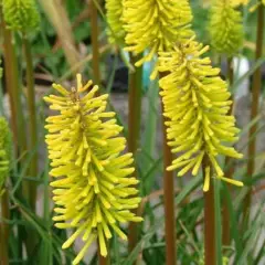 KNIPHOFIA 'Dorset Sentry' - Tritome