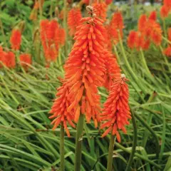 KNIPHOFIA 'Elvira'® - Tritome