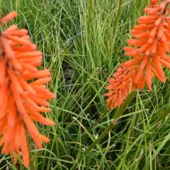 KNIPHOFIA 'Elvira'® - Tritome