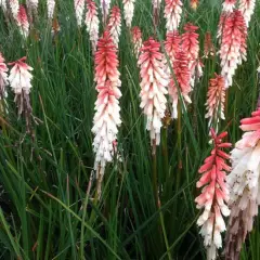 KNIPHOFIA 'Orange Vanilla Popsicle' - Tritome, Tison de Satan