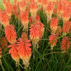 KNIPHOFIA 'Papaya Popsicle' - Tritome