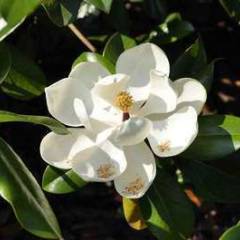 MAGNOLIA grandiflora 'Galissoniensis' - Magnolia à grandes fleurs 'Galissoniensis'