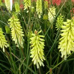 KNIPHOFIA 'Pineapple Popsicle'®