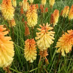 KNIPHOFIA 'Tawney King' - Tritome