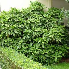 AUCUBA japonica 'Crotonifolia' - Aucuba à feuilles de croton
