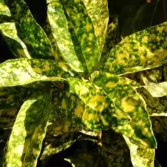 AUCUBA japonica 'Crotonifolia' - Aucuba à feuilles de croton