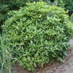 AUCUBA japonica 'Crotonifolia' - Aucuba à feuilles de croton