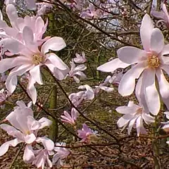 MAGNOLIA loebneri 'Leonard Messel' - Magnolia à fleurs rose