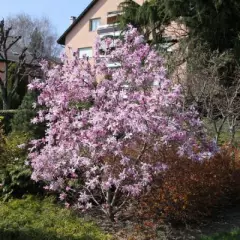 MAGNOLIA loebneri 'Leonard Messel' - Magnolia à fleurs rose Leonard Messel