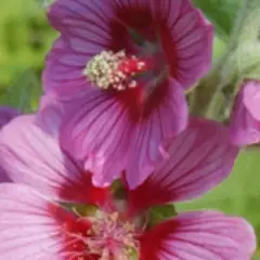 LAVATERA 'Eye Catcher' - Lavatère