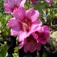 LAVATERA 'Eye Catcher' - Lavatère