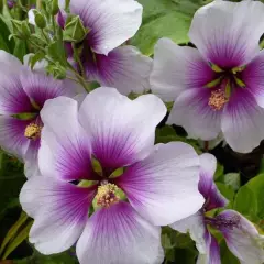 LAVATERA maritima 'Bicolor' - Lavatère