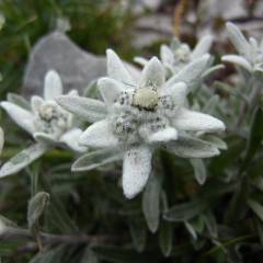 LEONTOPODIUM alpinum 'Mont Blanc' - Edelweiss