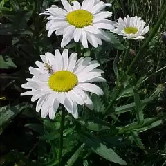 LEUCANTHEMUM superbum 'Alaska' - Marguerite