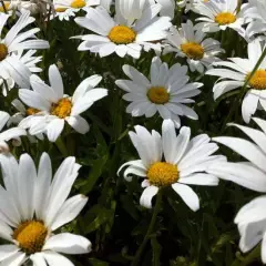 LEUCANTHEMUM superbum 'Alaska' - Marguerite