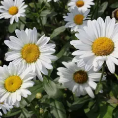 LEUCANTHEMUM superbum 'Gruppenstolz' - Marguerite