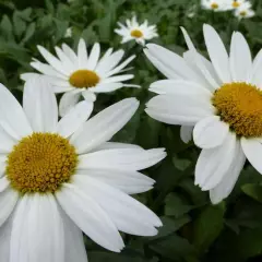 LEUCANTHEMUM superbum 'Gruppenstolz' - Marguerite