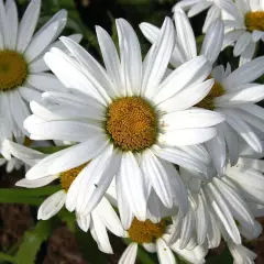 LEUCANTHEMUM superbum 'Gruppenstolz' - Marguerite