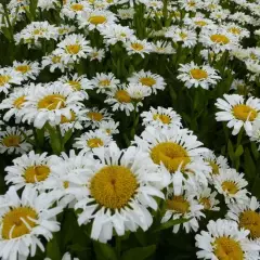 LEUCANTHEMUM superbum 'Lacrosse'