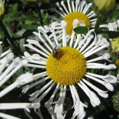 LEUCANTHEMUM superbum 'Lacrosse'