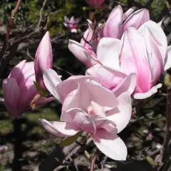 MAGNOLIA soulangeana - Magnolia