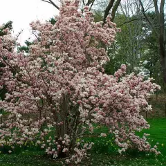 MAGNOLIA soulangeana - Magnolia de Soulange