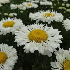 LEUCANTHEMUM superbum 'Real Neat' - Marguerite