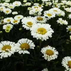 LEUCANTHEMUM superbum 'Real Neat' - Marguerite