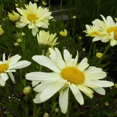 LEUCANTHEMUM superbum 'Sonnenschein' - Marguerite