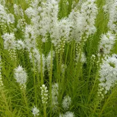 LIATRIS spicata 'Alba' - Liatride