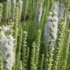 LIATRIS spicata 'Alba' - Liatride